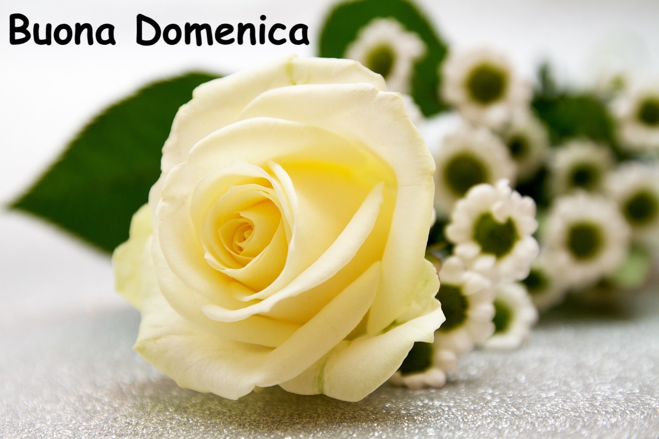 mazzo di fiori con in primo piano una rosa bianca e gialla